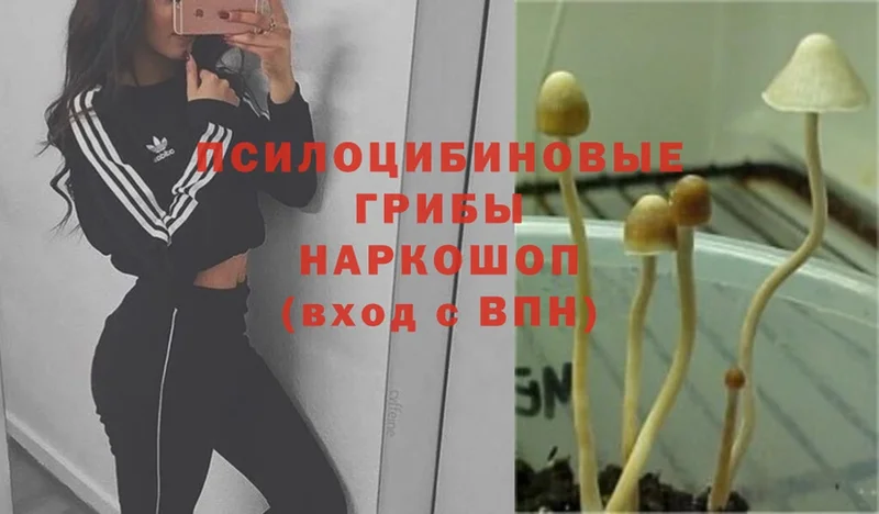 Псилоцибиновые грибы Psilocybe  купить  сайты  Лукоянов 